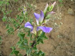 Acanthus ilicifolius.jpg