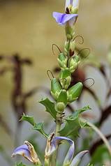 Acanthus_ilicifolius_fruit.jpg