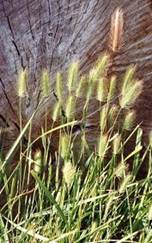 Hordeum marinum.jpg