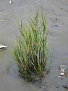 Spartina maritima.jpg