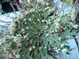 Selaginella_lepidophylla.jpg