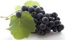 Une image contenant raisin, fruit

Description générée automatiquement
