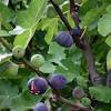 Une image contenant extrieur, arbre, fruit, vert

Description gnre automatiquement