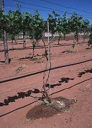 Goutte  goutte dans une vigne.JPG