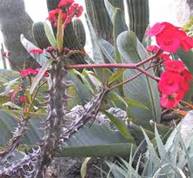 euphorbia milii