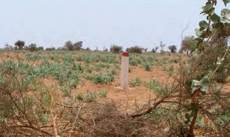 Une image contenant herbe, extrieur, plante, arbre

Description gnre automatiquement