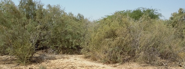 Une image contenant arbre, extrieur, plante, salet

Description gnre automatiquement