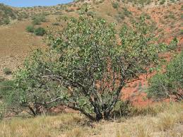 Pistacia vera arbre.jpg