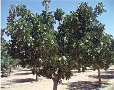 Pistacia vera arbre5.jpg