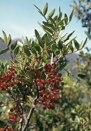 pistacia lentiscus_arbuste2.jpg