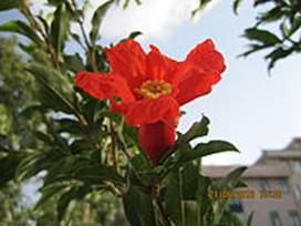 Punica granatum_fleurs3.JPG