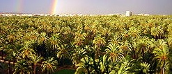 Phoenix dactylifera-Arcoiris_en_el_Palmeral_de_Elche_bis.jpg