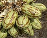 Yucca_brevifolia_fruits.jpg