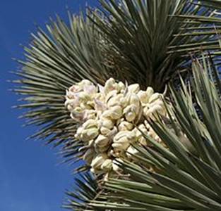 Yucca_brevifolia_Joshua_Tree_Panicle_1.jpg