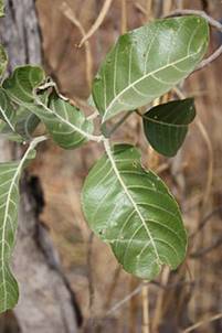 Une image contenant arbre, extrieur, plante, feuille

Description gnre automatiquement