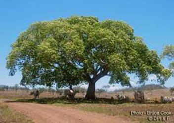 albizia lebbeck0.jpg