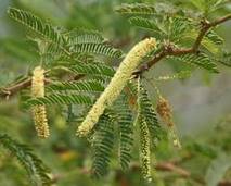 Prosopis cineraria2.jpg