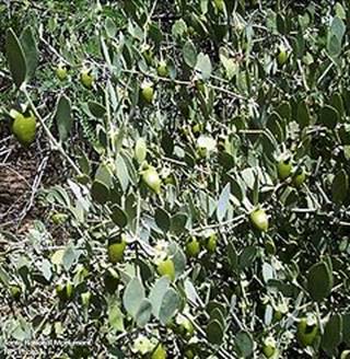 Une image contenant extrieur, plante, arbre

Description gnre automatiquement