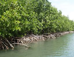 Mangrove.jpg