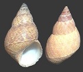 Une image contenant mollusque, invertébré

Description générée automatiquement