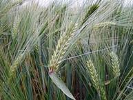 Hordeum_vulgare_subsp._vulgare_Escourgeon.jpg