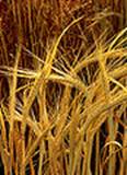 Orge pis  maturit-Hordeum-barley.jpg