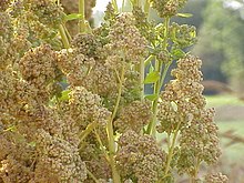 Une image contenant plante, lgume

Description gnre automatiquement