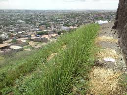 Vetiver_Senegal.jpg