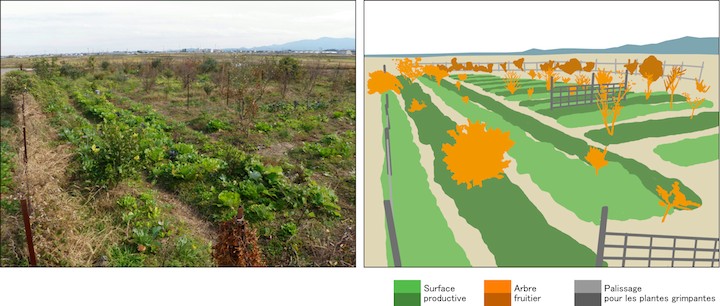 Images 3 et 4. Champ exprimental de la syncoculture sur la surface de 1000 m2  Iss, Japon. Il se compose des surfaces productives surleves de 30 cm, des passages pour la rcolte et le maintien, des arbres fruitiers de 1-3 m, et les palissages autour du champ pour les plantes grimpantes (Photo prise en fin novembre 2010) ( Masatoshi Funabashi, Sony Computer Science Laboratories, Inc., Tokyo, Japon).