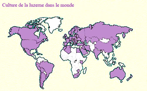 Culture de luzerne dans le monde