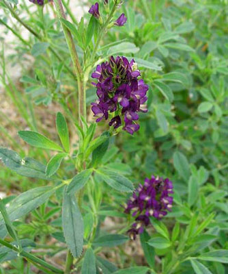 Luzerne cultivée, Medicago sativa