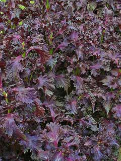 Perilla frutescens Shiso, Beefsteakplant, Spreading Beefsteak Plant Perilla frutescens Shiso, Beefsteakplant, Spreading Beefsteak Plant