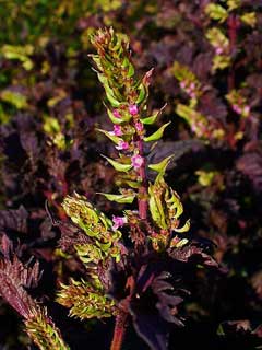 Perilla frutescens Shiso, Beefsteakplant, Spreading Beefsteak Plant Perilla frutescens Shiso, Beefsteakplant, Spreading Beefsteak Plant