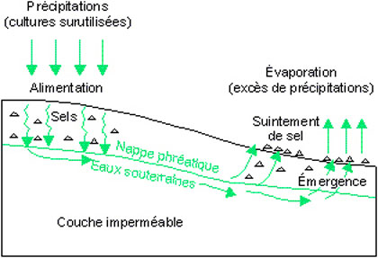 Salinisation des sols au bas d'une pente