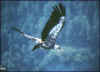 gyps vulvus