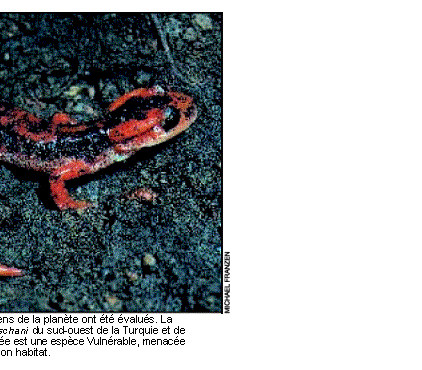 Zone de Texte:  
Vingt pour cent seulement des amphibiens de la plante ont t valus. La salamandre de Luschan Mertensiela luschani du sud-ouest de la Turquie et de quelques les du sud-ouest de la mer ge est une espce Vulnrable, menace par le dveloppement conomique de son habitat.
