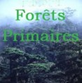 Avant que les grandes forêts primaires ne disparaissent, venez les explorer, les défendre et soutenir leurs habitants.