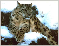 Once ou Panthère des Neiges ou Léopard des Neiges (Himalaya)
