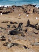 Otaries (Nanibie)