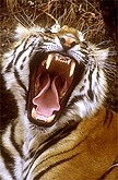 Tigre (Inde)