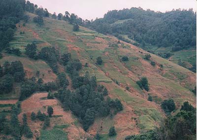 deforestacion