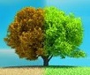 dveloppement durable