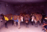 Mules ou nes  Dharamsala
