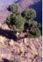 Genvrier thurifre, ~Imlil, Toubkal, Maroc (1997).